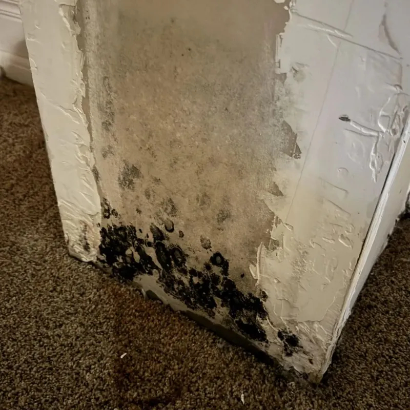 Professional Mold Removal in Roaming Shores, OH